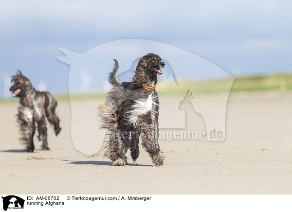 running Afghans / AM-06702
