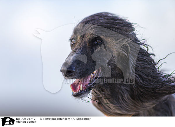 Afghane Portrait / Afghan portrait / AM-06712