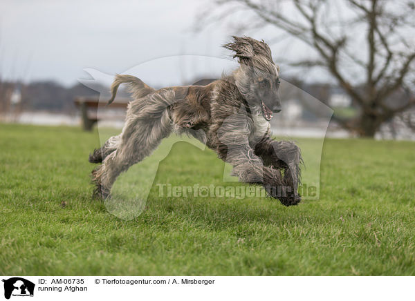 rennender Afghane / running Afghan / AM-06735