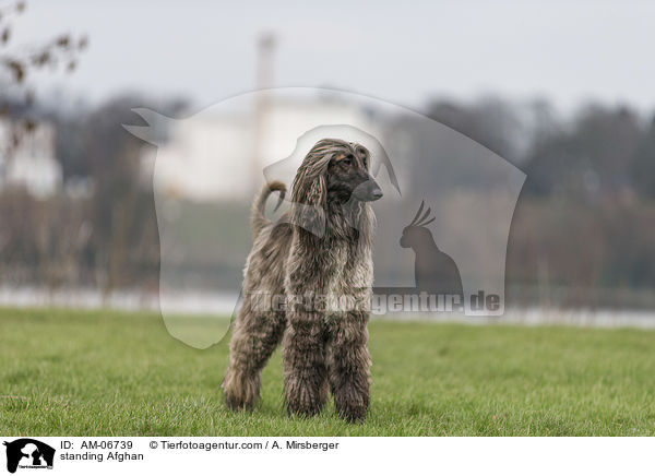 stehender Afghane / standing Afghan / AM-06739