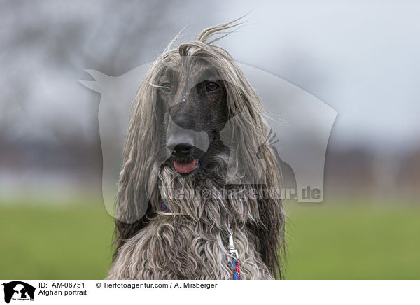 Afghane Portrait / Afghan portrait / AM-06751