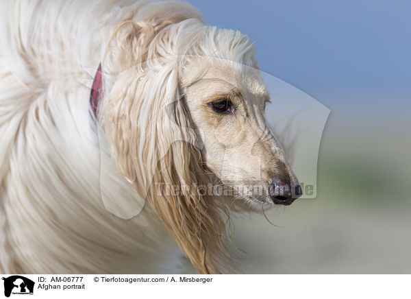 Afghane Portrait / Afghan portrait / AM-06777