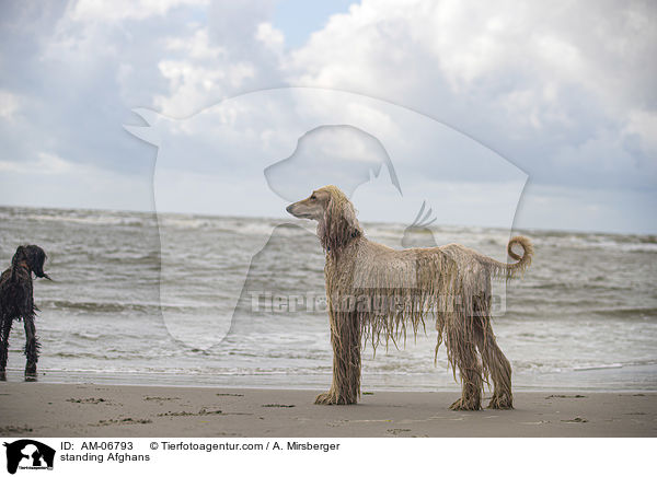 stehende Afghanen / standing Afghans / AM-06793