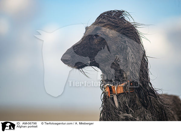 Afghane Portrait / Afghan portrait / AM-06796
