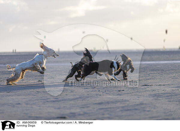 running Dogs / AM-06859