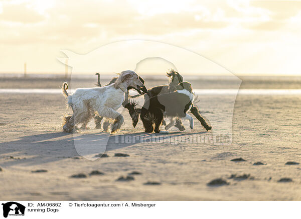 running Dogs / AM-06862