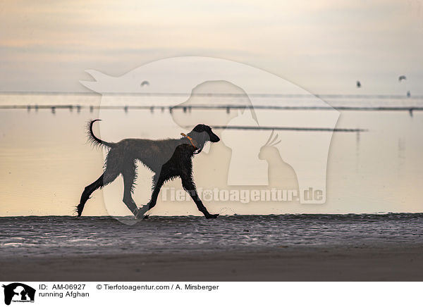 running Afghan / AM-06927