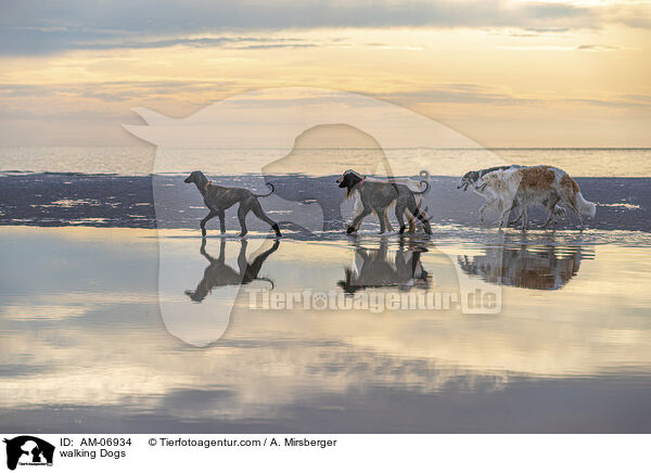 walking Dogs / AM-06934