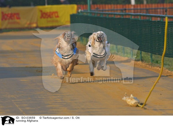 rennende Afghanen / running Afghans / SO-03659