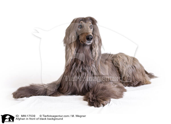 Afghan in front of black background / MW-17539