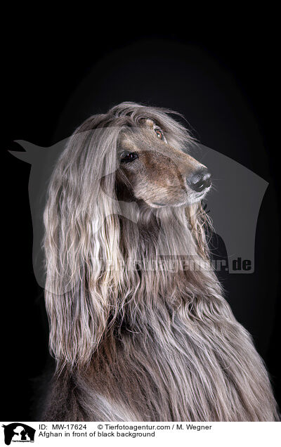 Afghan in front of black background / MW-17624