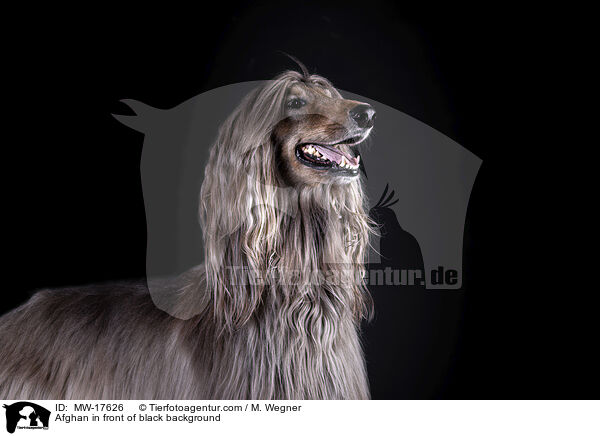 Afghan in front of black background / MW-17626