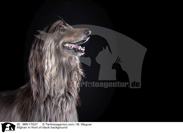 Afghan in front of black background / MW-17627