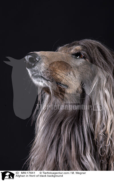 Afghan in front of black background / MW-17641