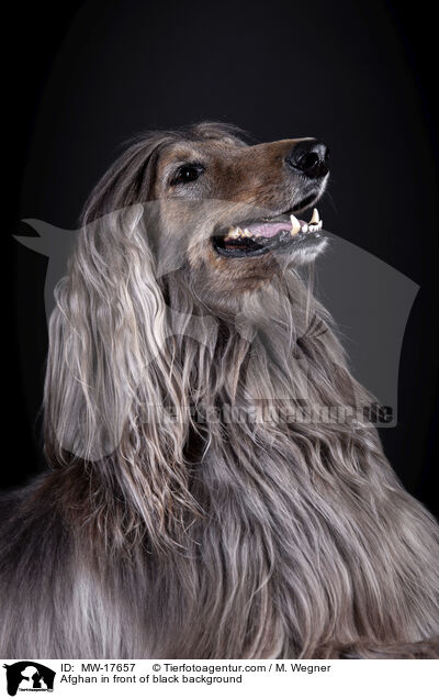 Afghan in front of black background / MW-17657