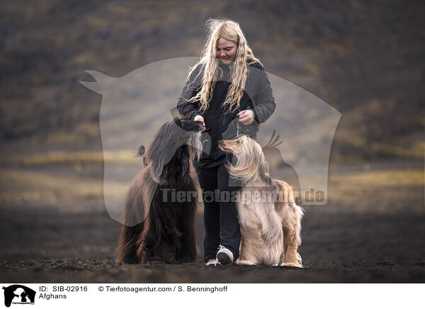 Afghanen / Afghans / SIB-02916