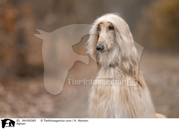 Afghanischer Windhund / Aghan / AH-08380