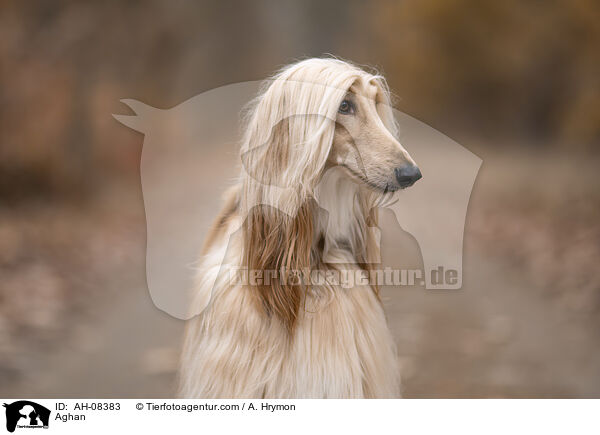 Afghanischer Windhund / Aghan / AH-08383