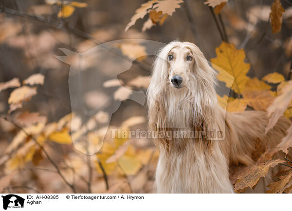 Aghan / AH-08385