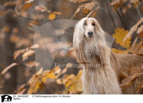 Aghan / AH-08387