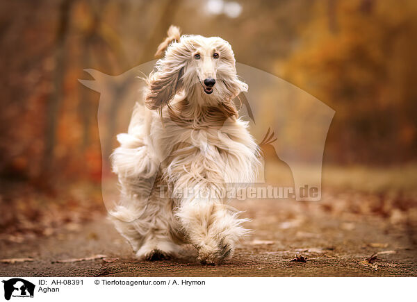 Afghanischer Windhund / Aghan / AH-08391