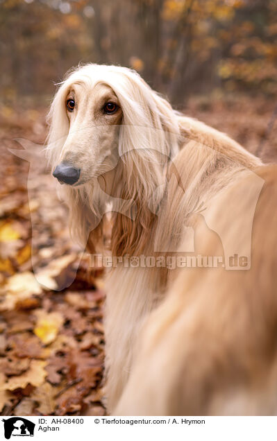 Afghanischer Windhund / Aghan / AH-08400