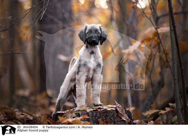 Afghanischer Windhund Welpe / Afghan hound puppy / AH-08404
