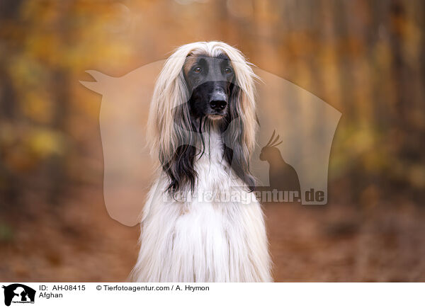 Afghanischer Windhund / Afghan / AH-08415