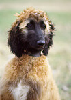 afghan portrait