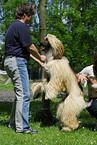 Afghan Hound