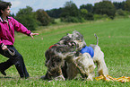 sighthounds