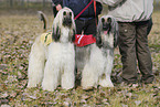 sighthounds