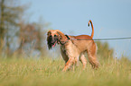 walking sighthound