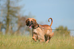 walking sighthound