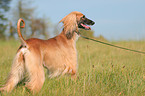 sighthound