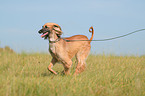 running sighthound
