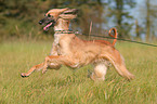 running sighthound