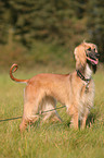 sighthound