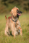 sighthound