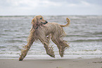 running Afghan