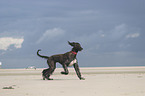 running Afghan