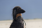 Afghan Portrait