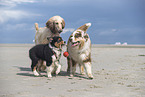 3 dogs