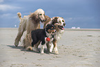 3 dogs
