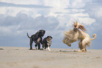 3 dogs