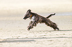 running Afghan