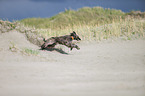 running Afghan