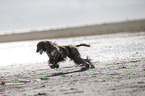 running Afghan
