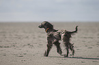 running Afghan