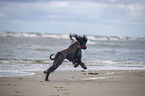 running Afghan